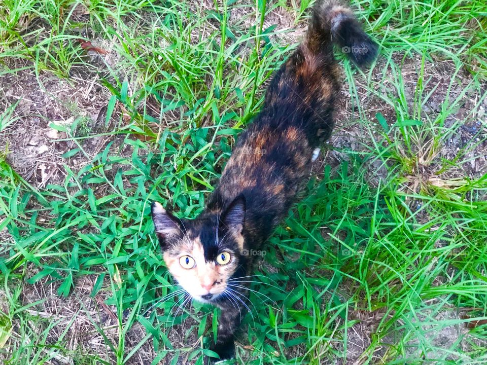 My cat jasper ❤️