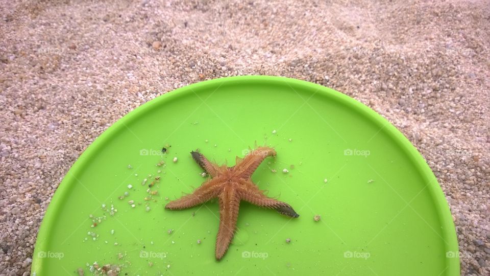 Sea star on the beach