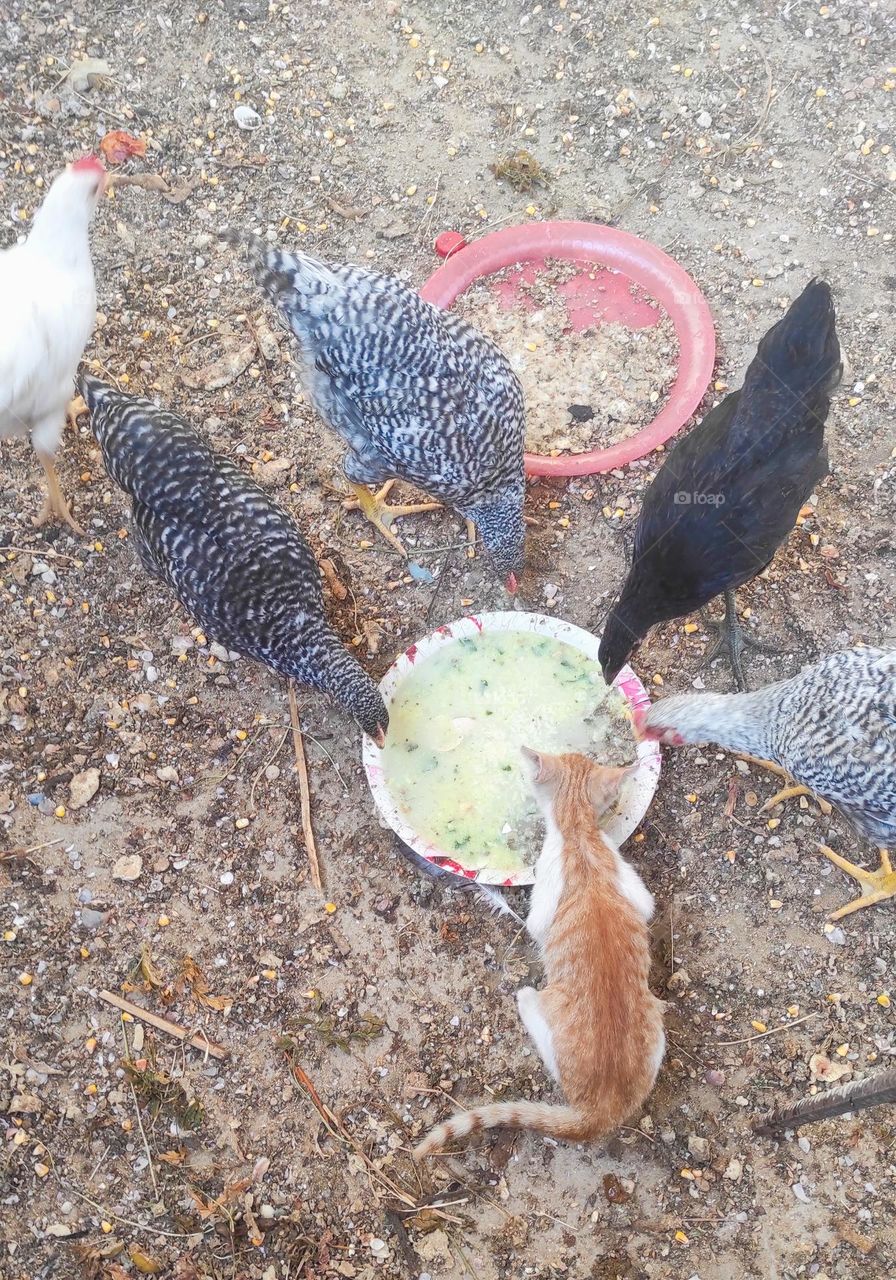 A beautiful scene of a cat eating chicken