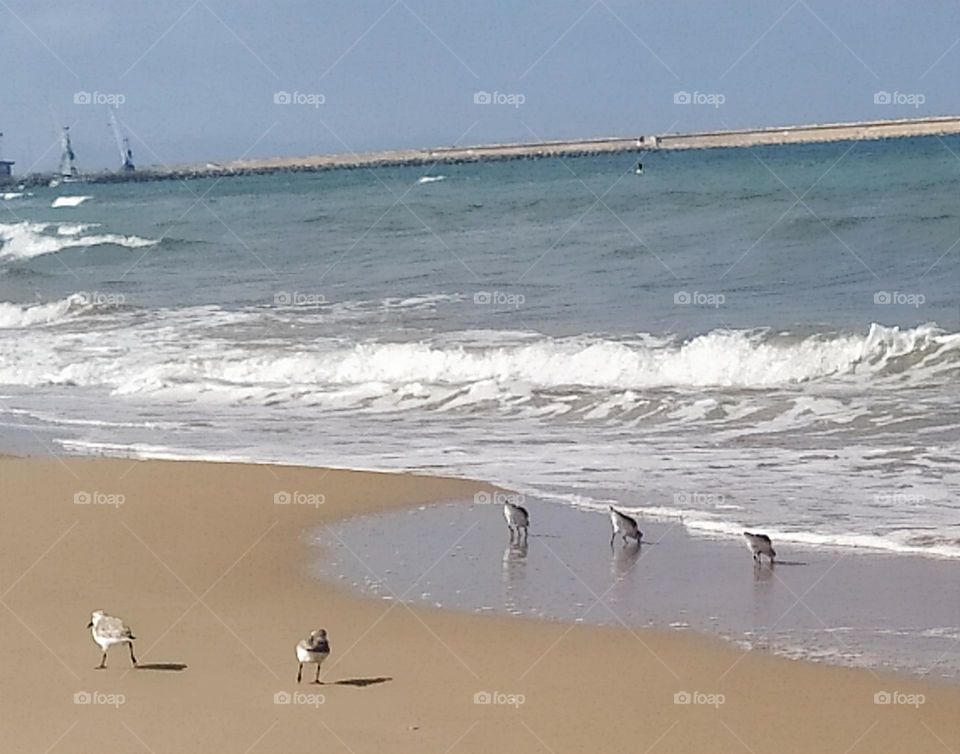 Little birds in the beach