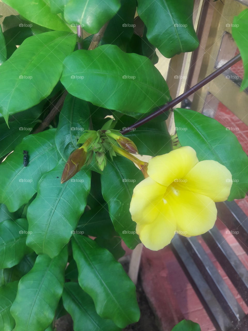 beautiful yellow morning glory flower in garden