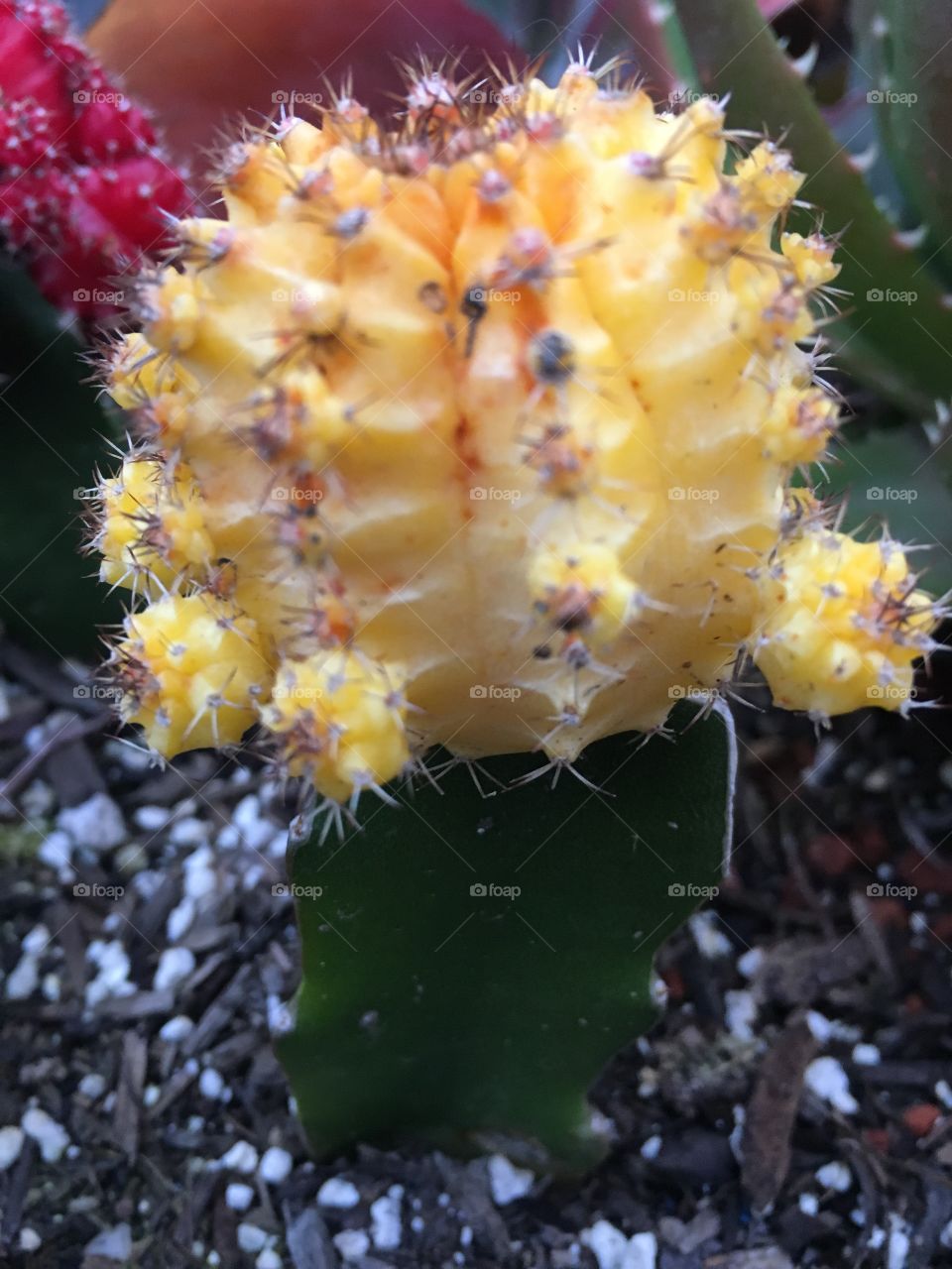 Yellow cactus 