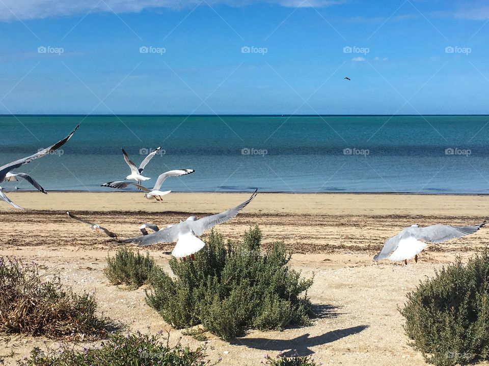 Seagulls in foreground in mid low flight and landing on south Australia remote beach 