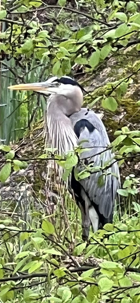 Great Blue Heron