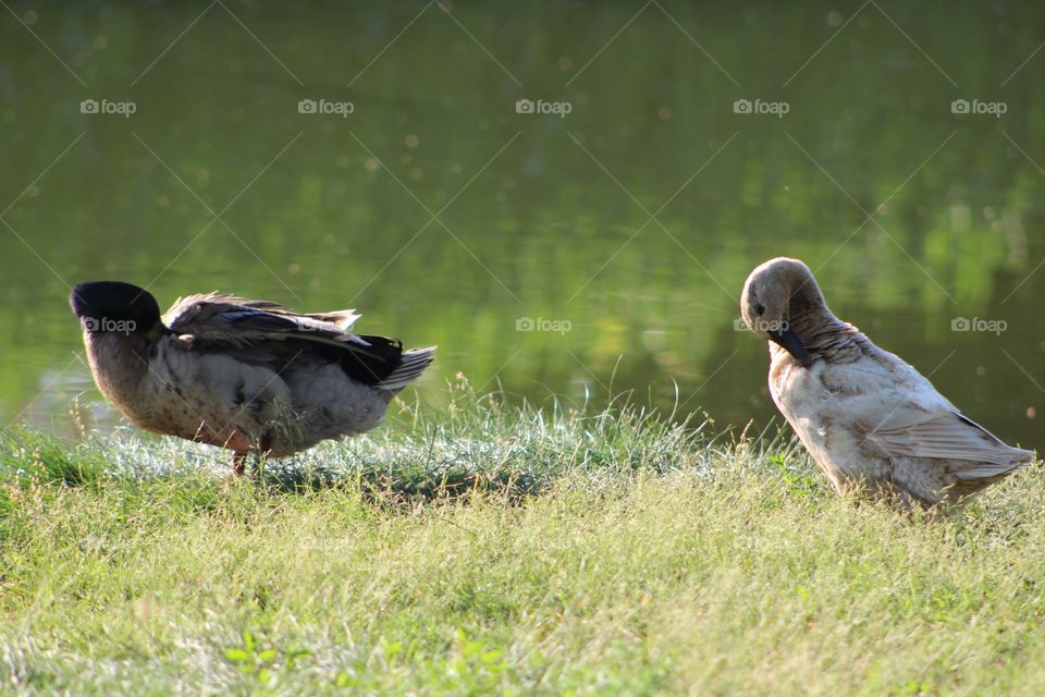 Bird, Feather, Wildlife, Animal, Nature