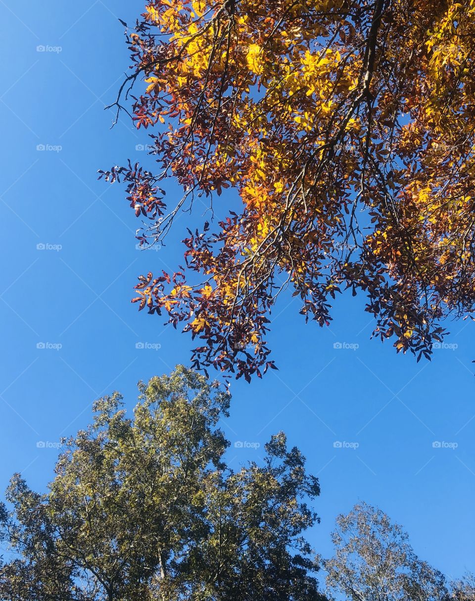 Colorful autumn foliage on a sunny clear day