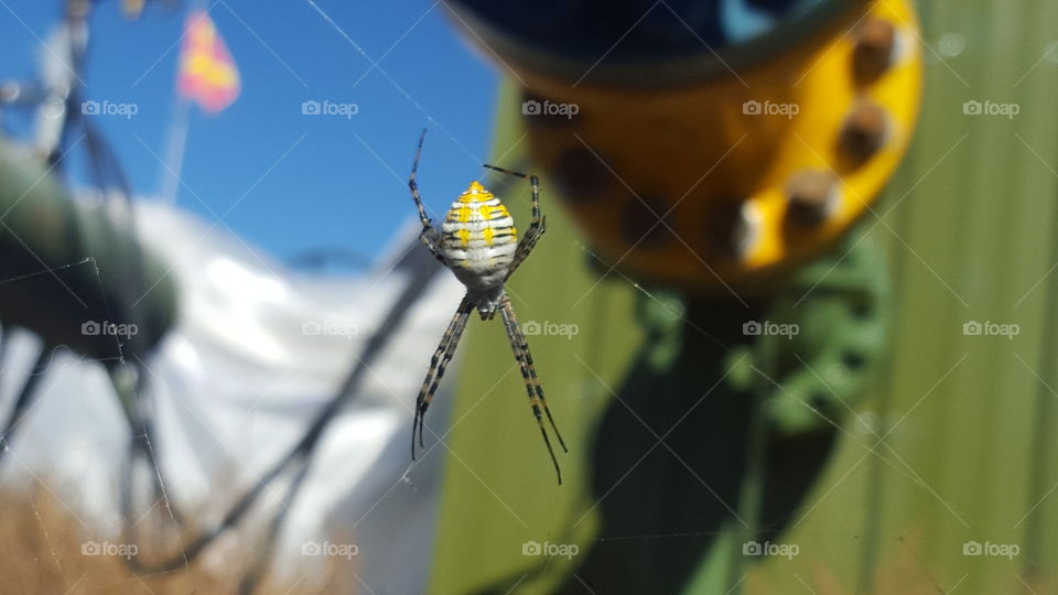 unknown spider on location