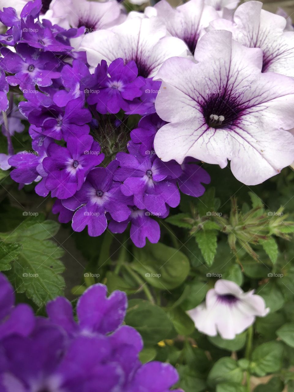Blooming petunias in shades of purple summer gardening 