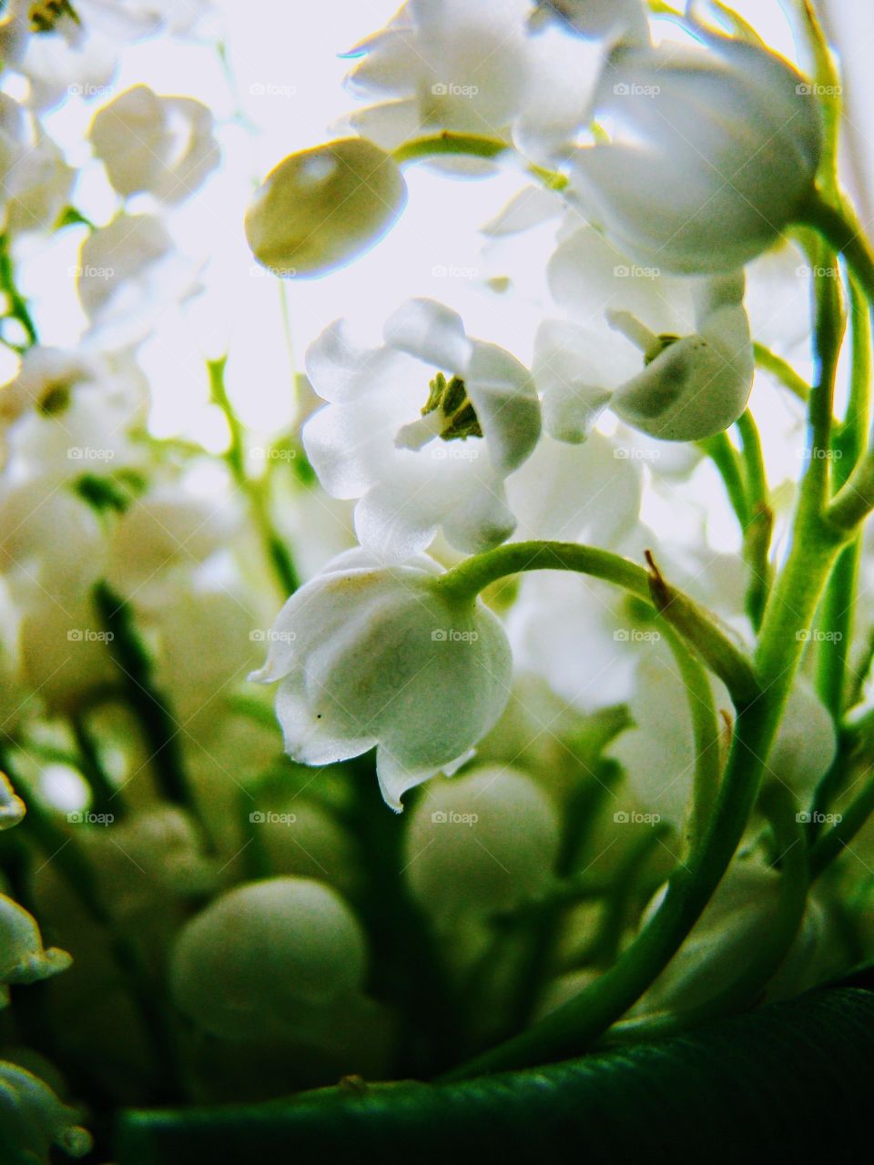 Lily of the valley