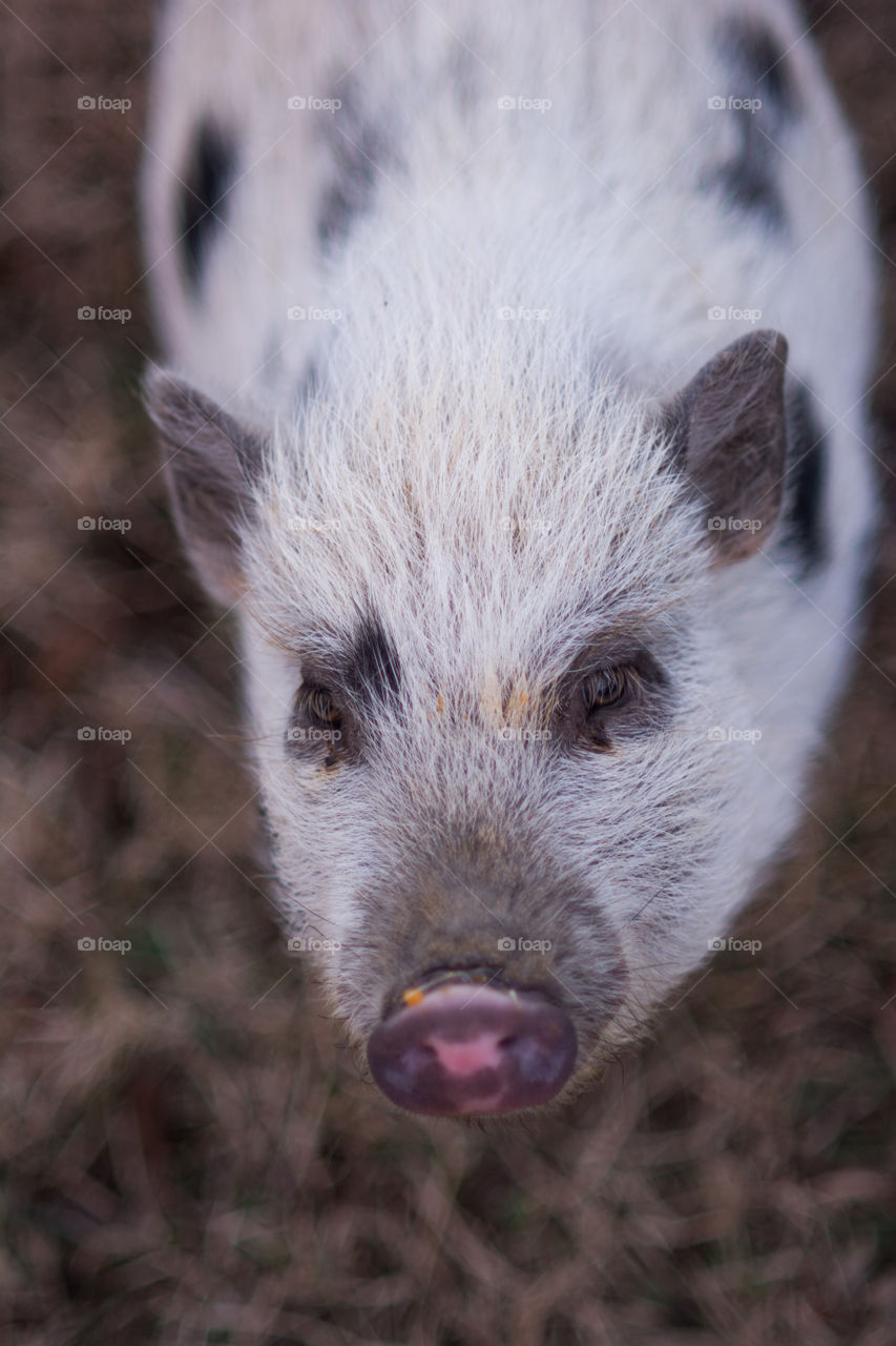 Close-up of pig