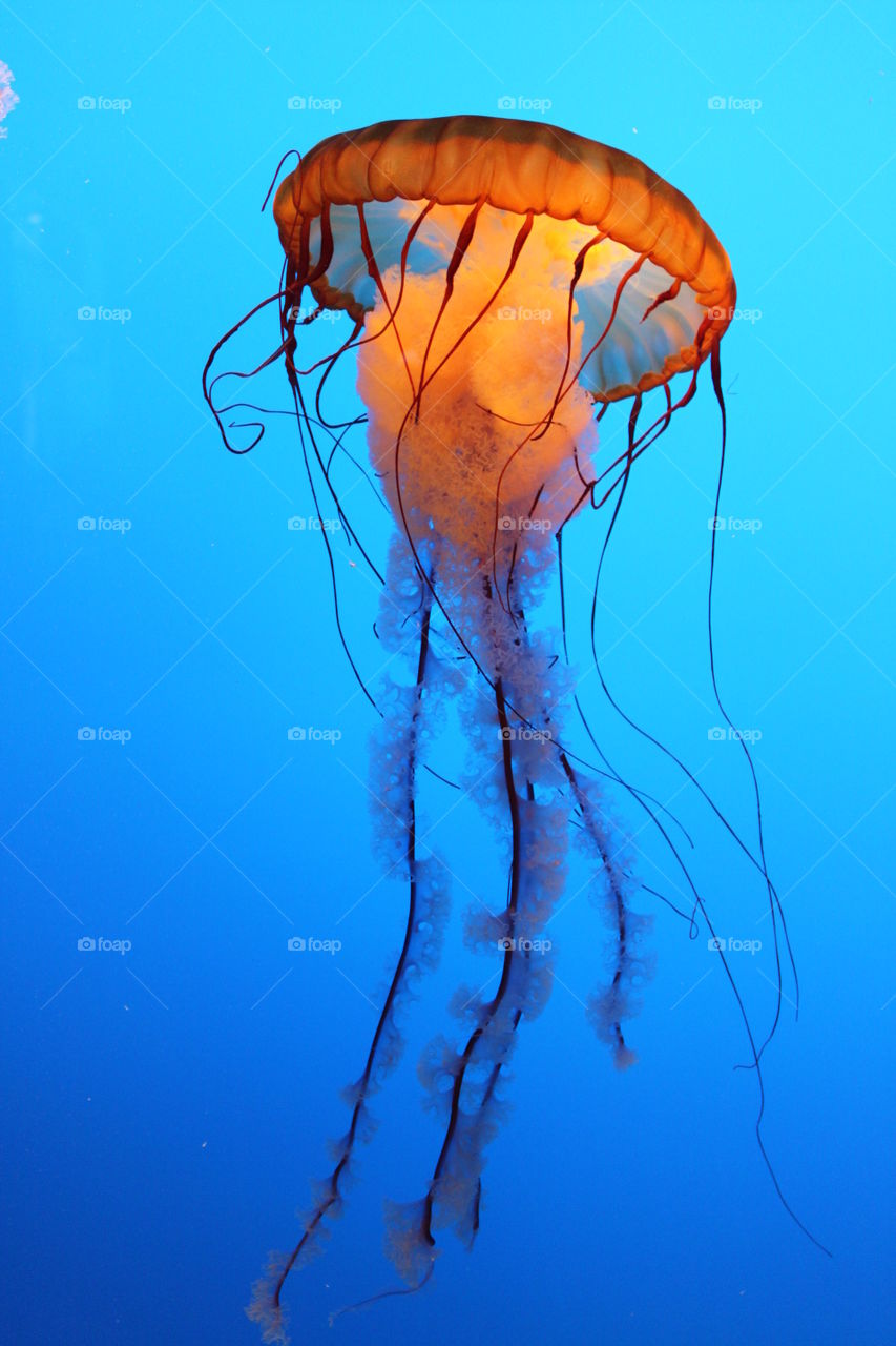 Jellyfish