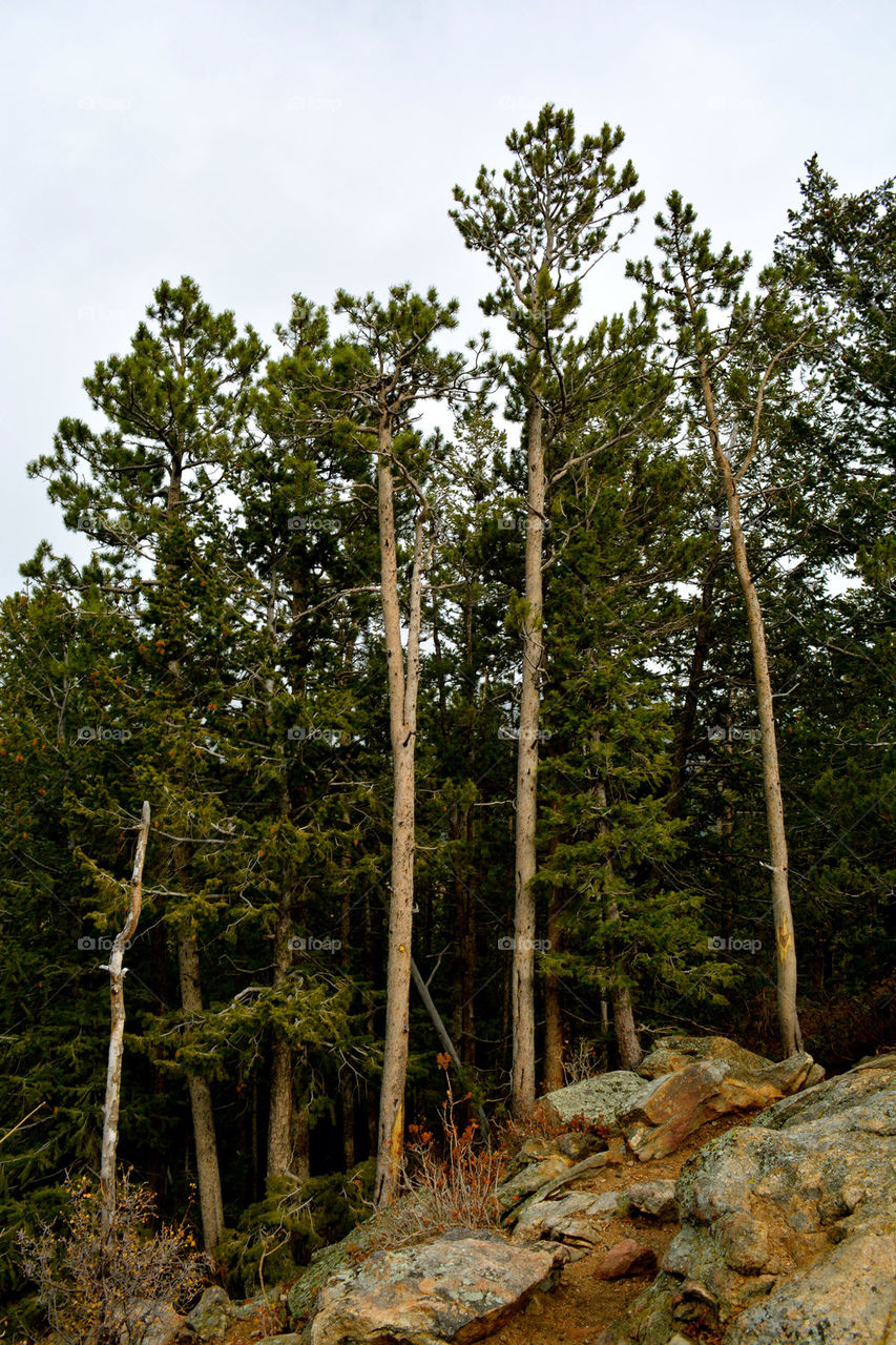 RMNP