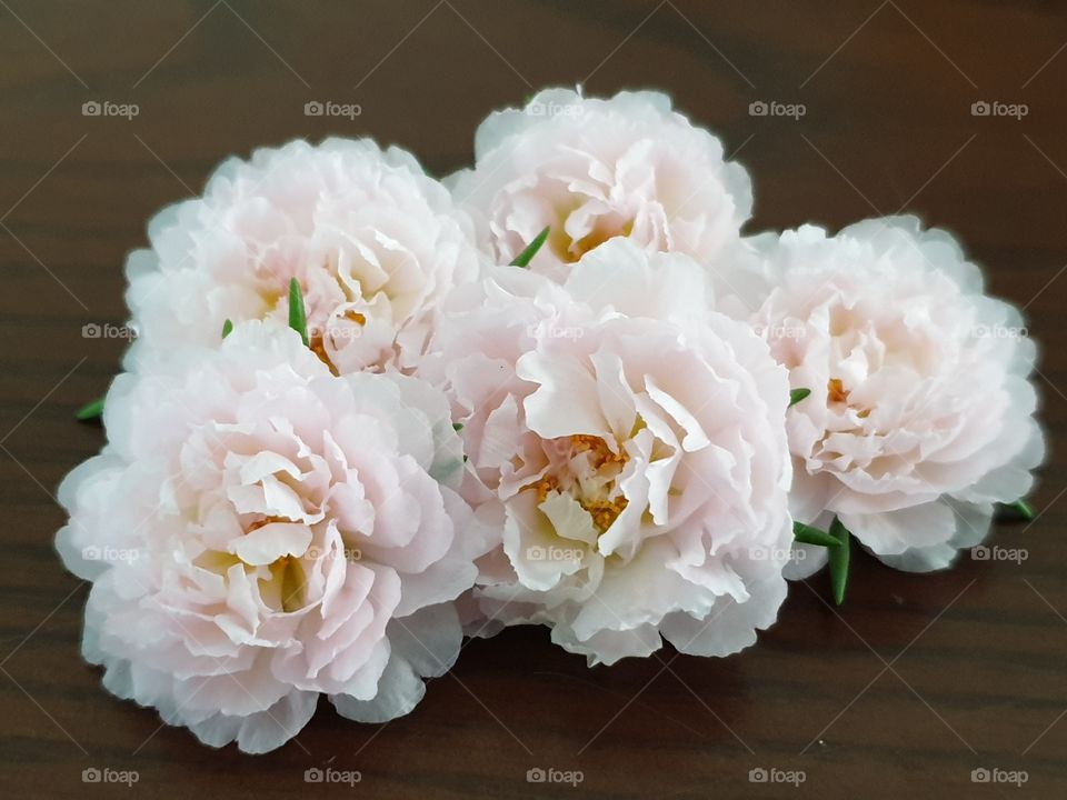 my beautiful Portulaca grandiflora