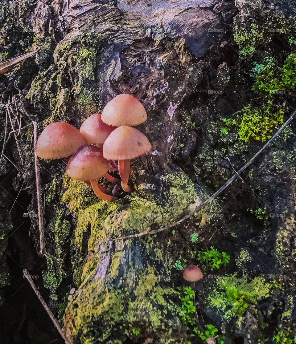 Mushrooms - Mycenaceae family, growing on a tree stump