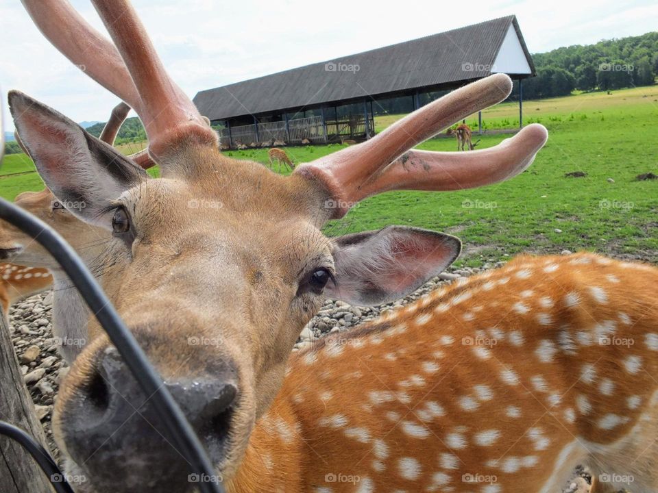 Vacation series : countryside