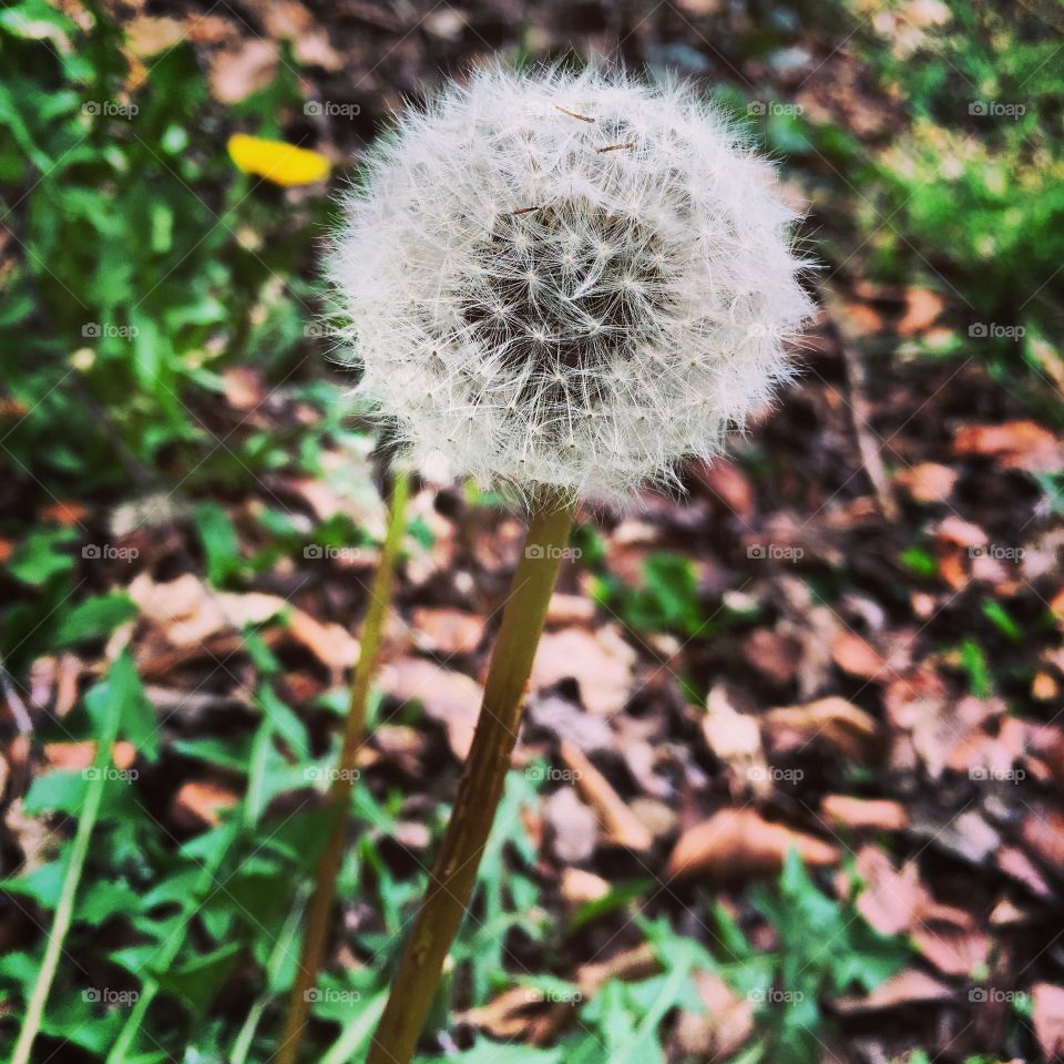 Dandelion 