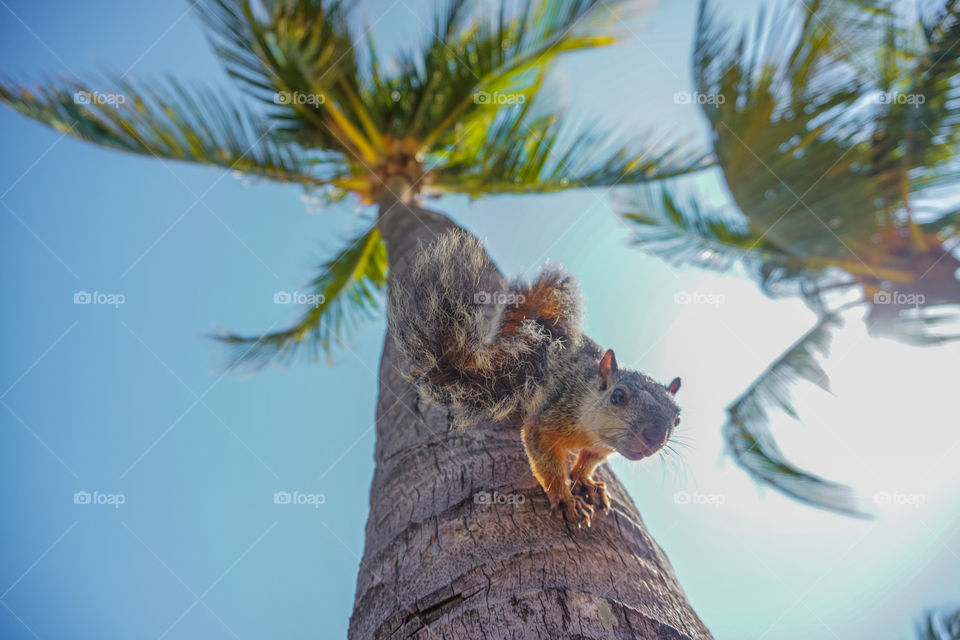 Squirrel climbed on a palm tree on a Caribbean beach