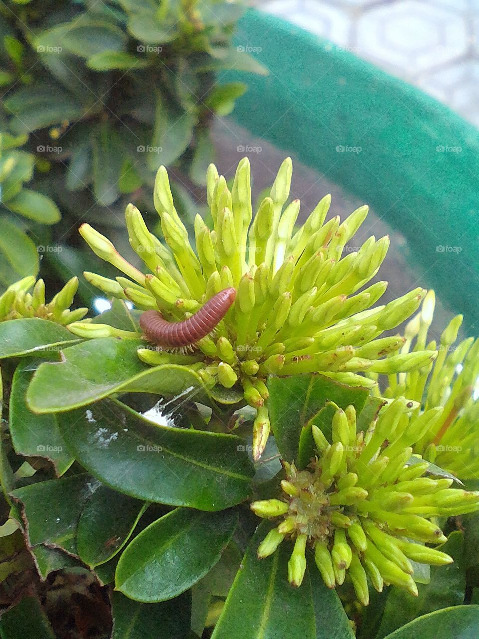 luwing in flower