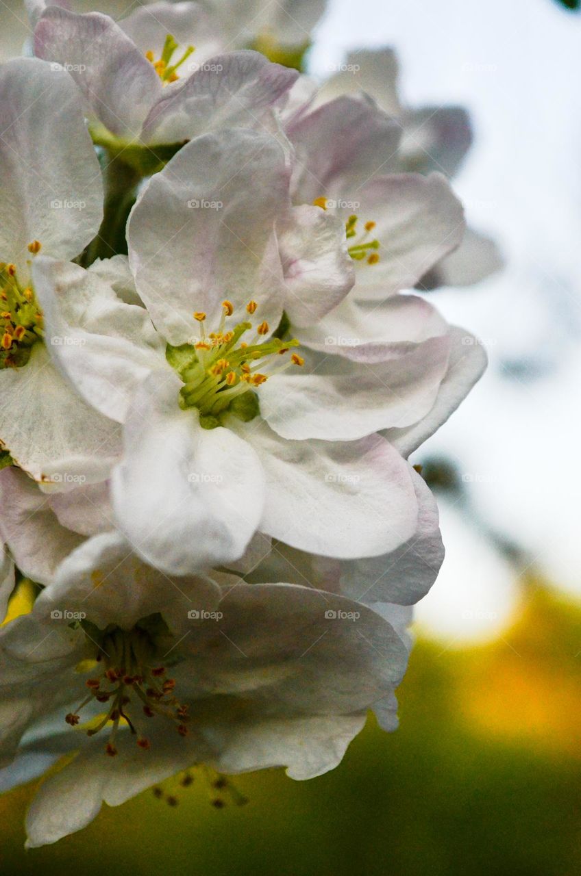 Apple flowering in spring fascinates