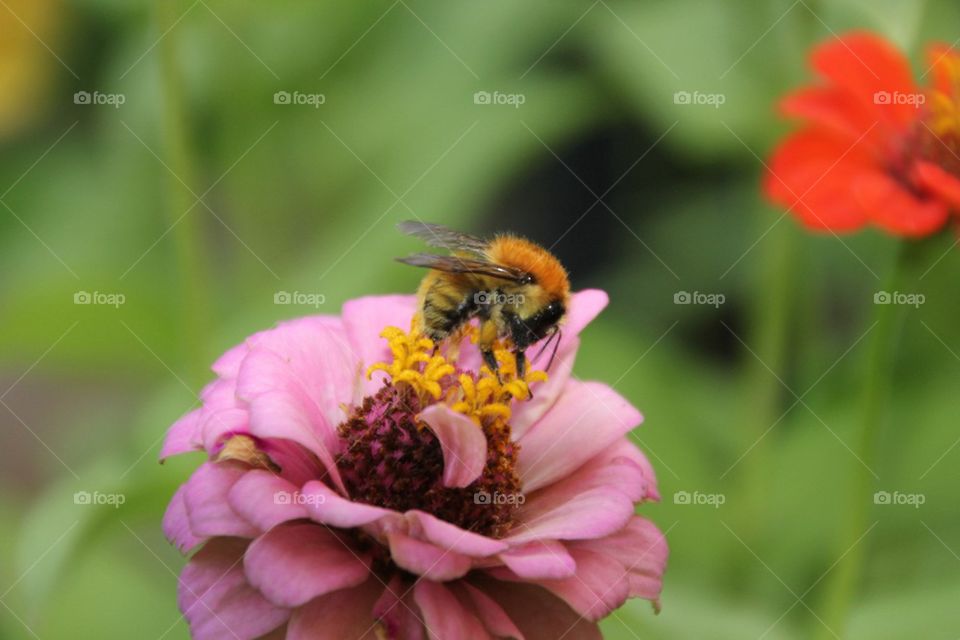 Bee