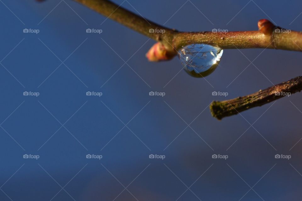 Close-up of dew drop on branch