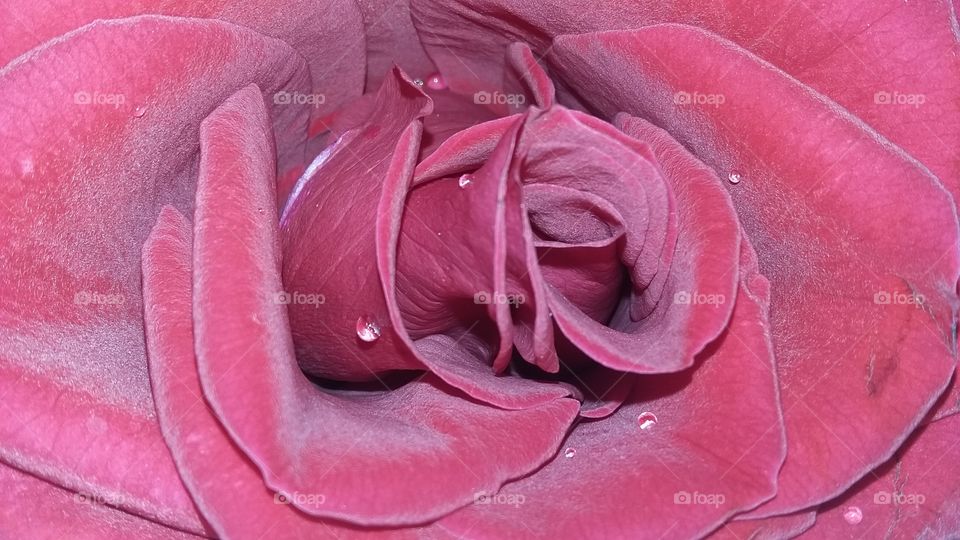 Rose flower red table celebration
