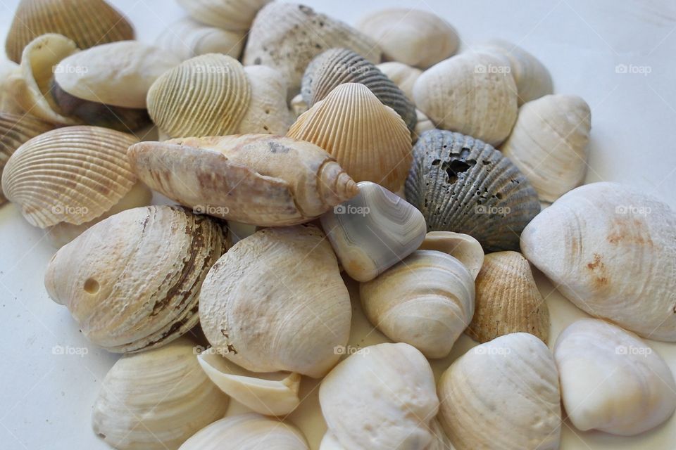 Seashells 
