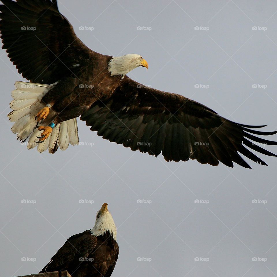 Bald Eagle Watching Mate Leave
