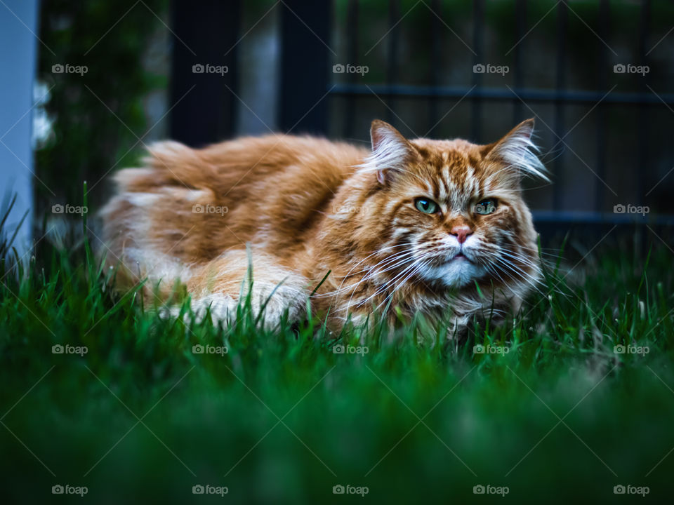 Red cat sitting in grass 