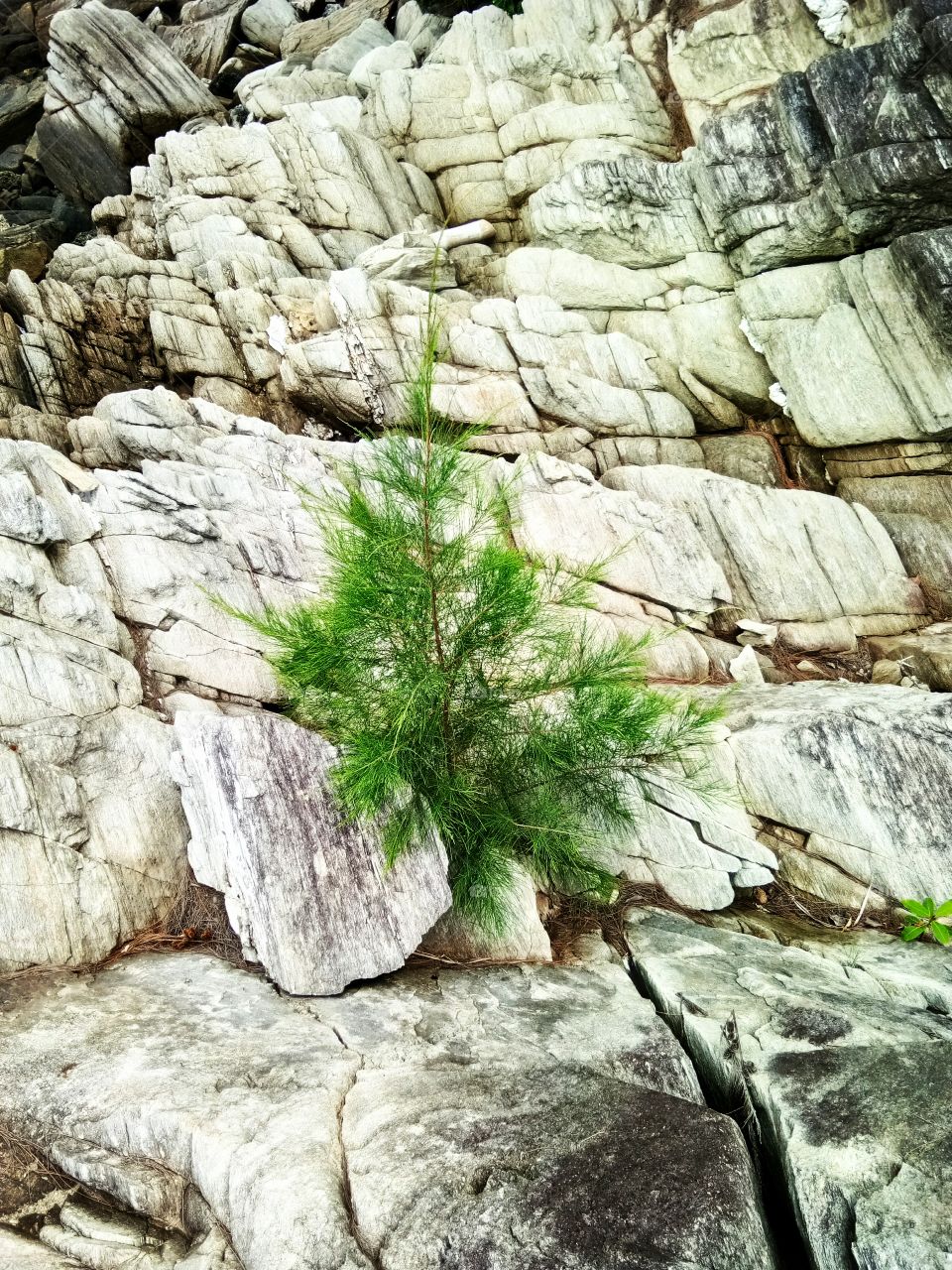 The tree is on the rocks.