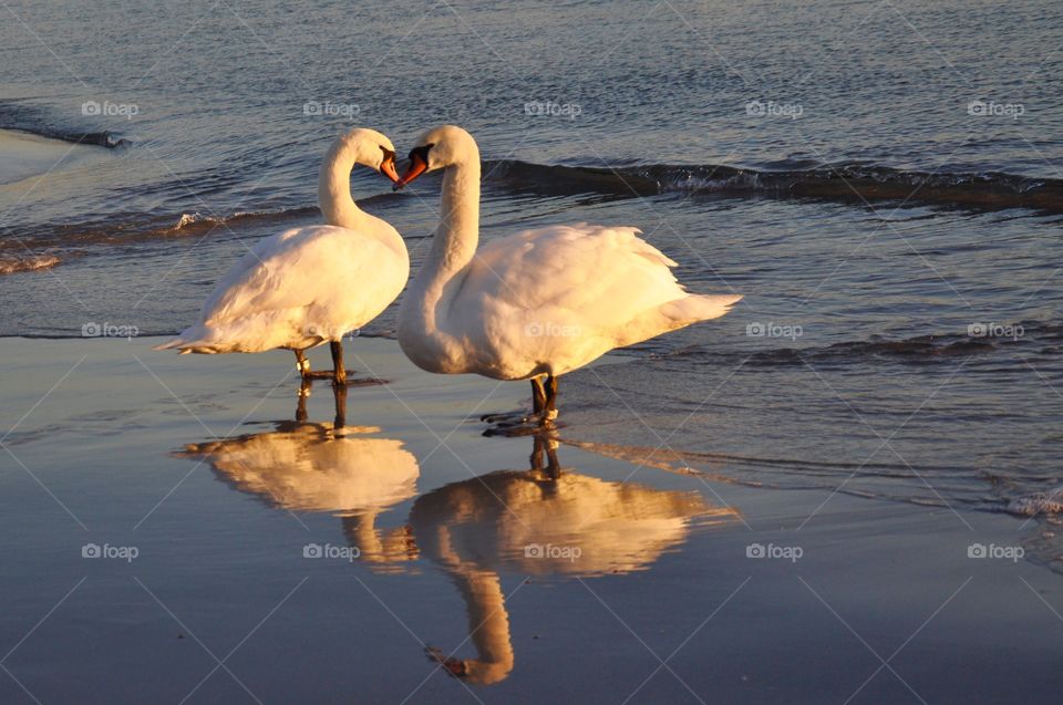 White swans 