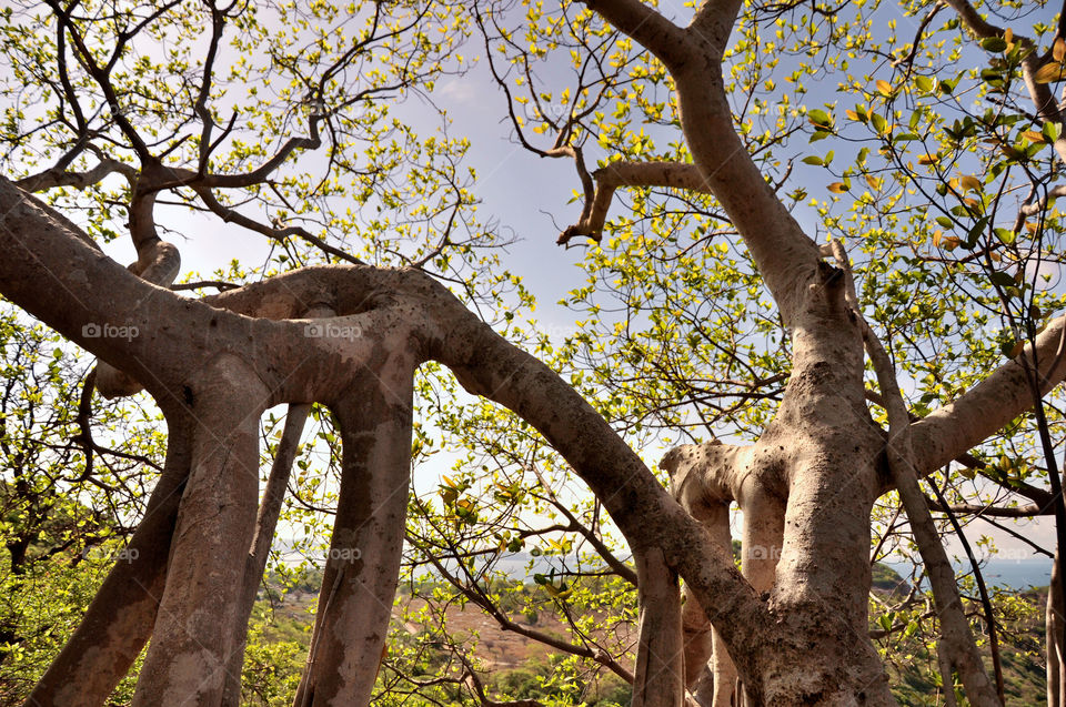 Tha roots of strange trees shape on Sichang Island, Thailand.