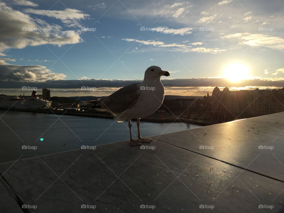 Norwegian Seagull 