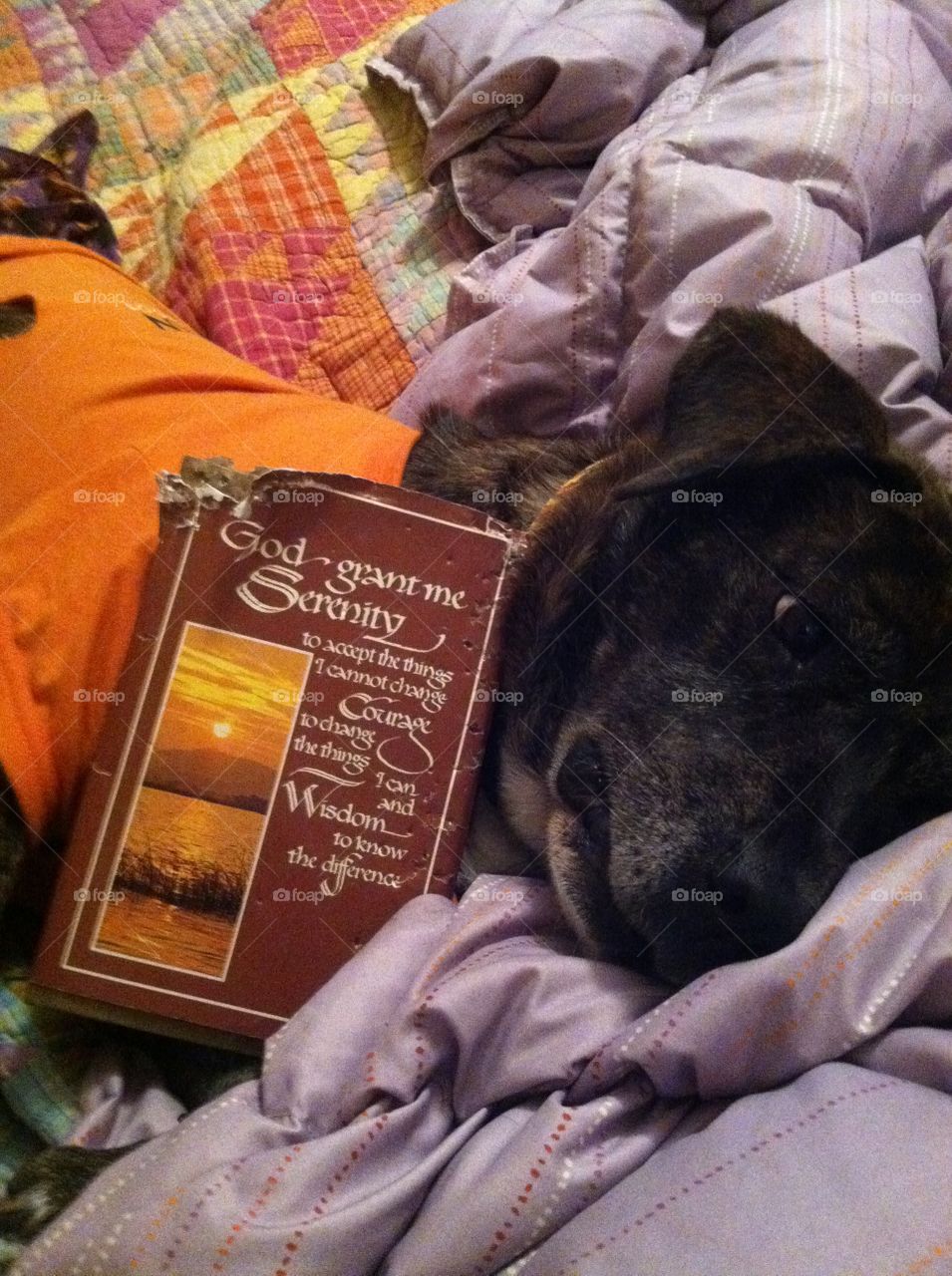 Dog posing with the serenity prayer book that she chewed
