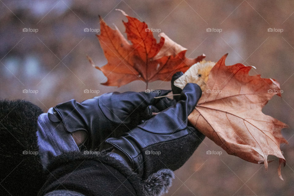 Brown leaves in hands