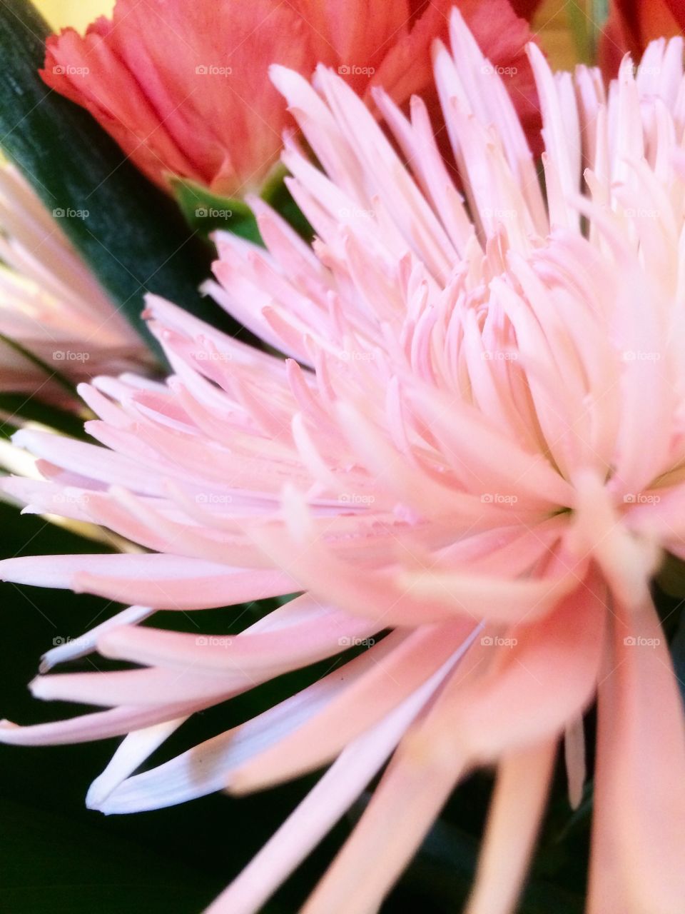 Pink flower closeup, spring photography, flower bunch image, bright colourful decoration