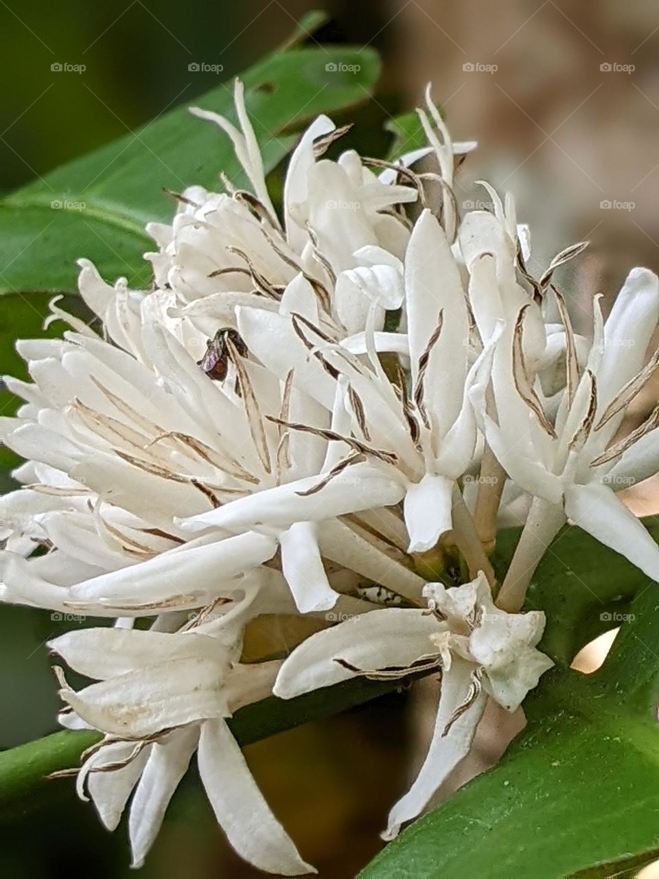 coffee flower