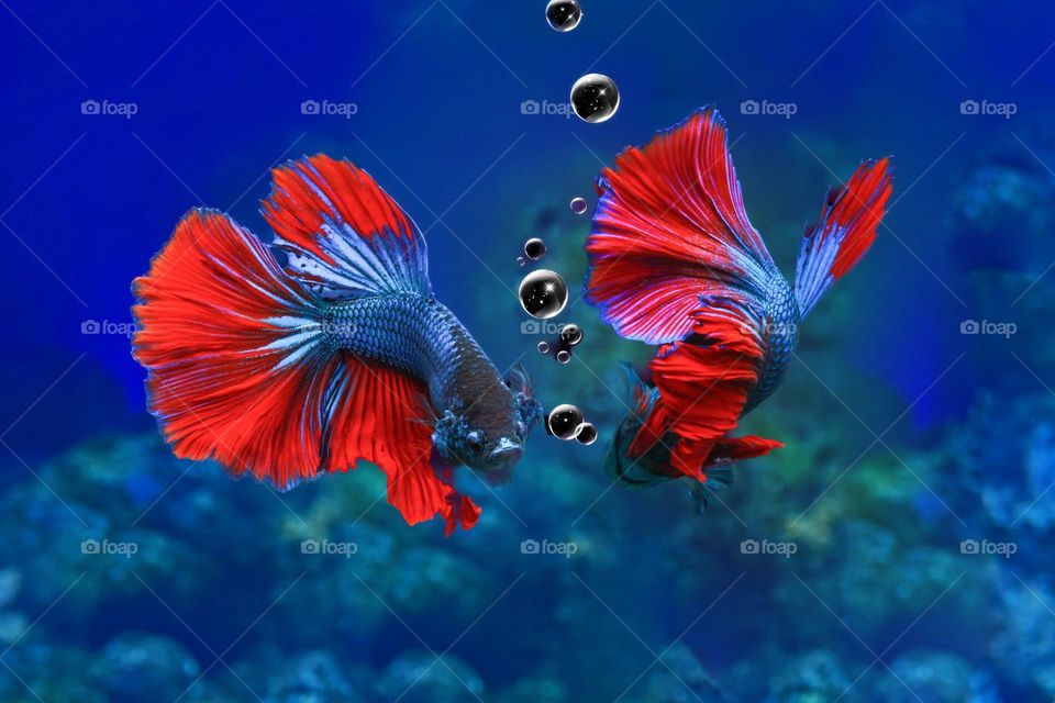 Beautiful and cute fish