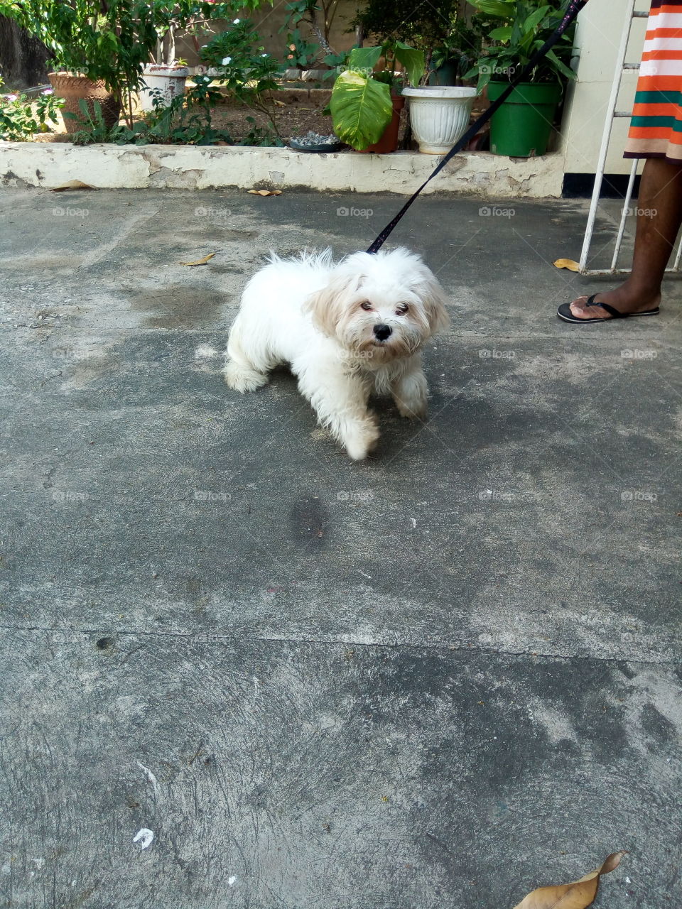 Dog, Pet, Canine, Mammal, Animal