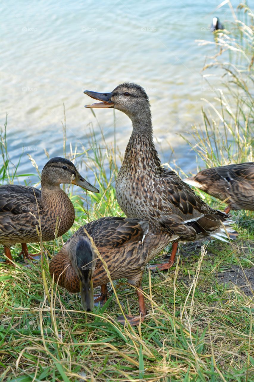 family birds duck and ducklings teenage on a green grass lake shore summer time, beautiful wildlife