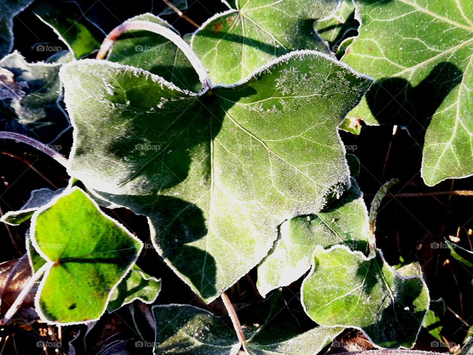 ivy leaves with hoarfrost in the sunlight