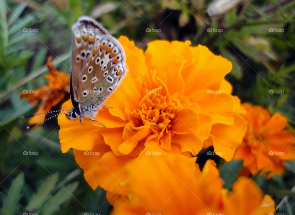 Butterfly on orange flower