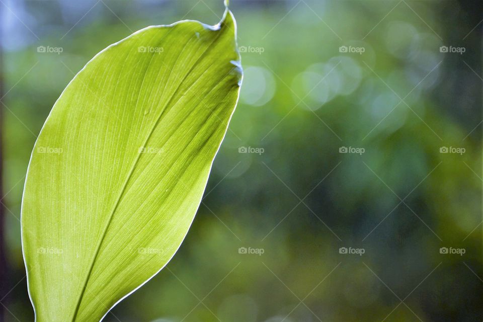 leaf