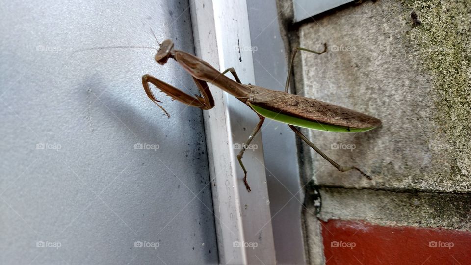 praying mantis