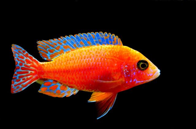 Beautiful fairy wrasse fish