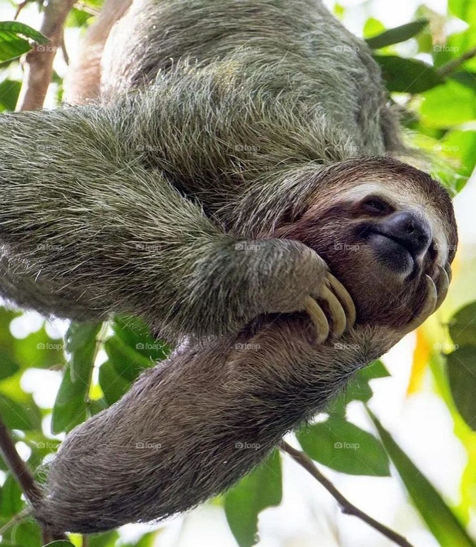 Brown throated Sloths are part of the diet of large flying birds central and southern American as well as Jaguar.