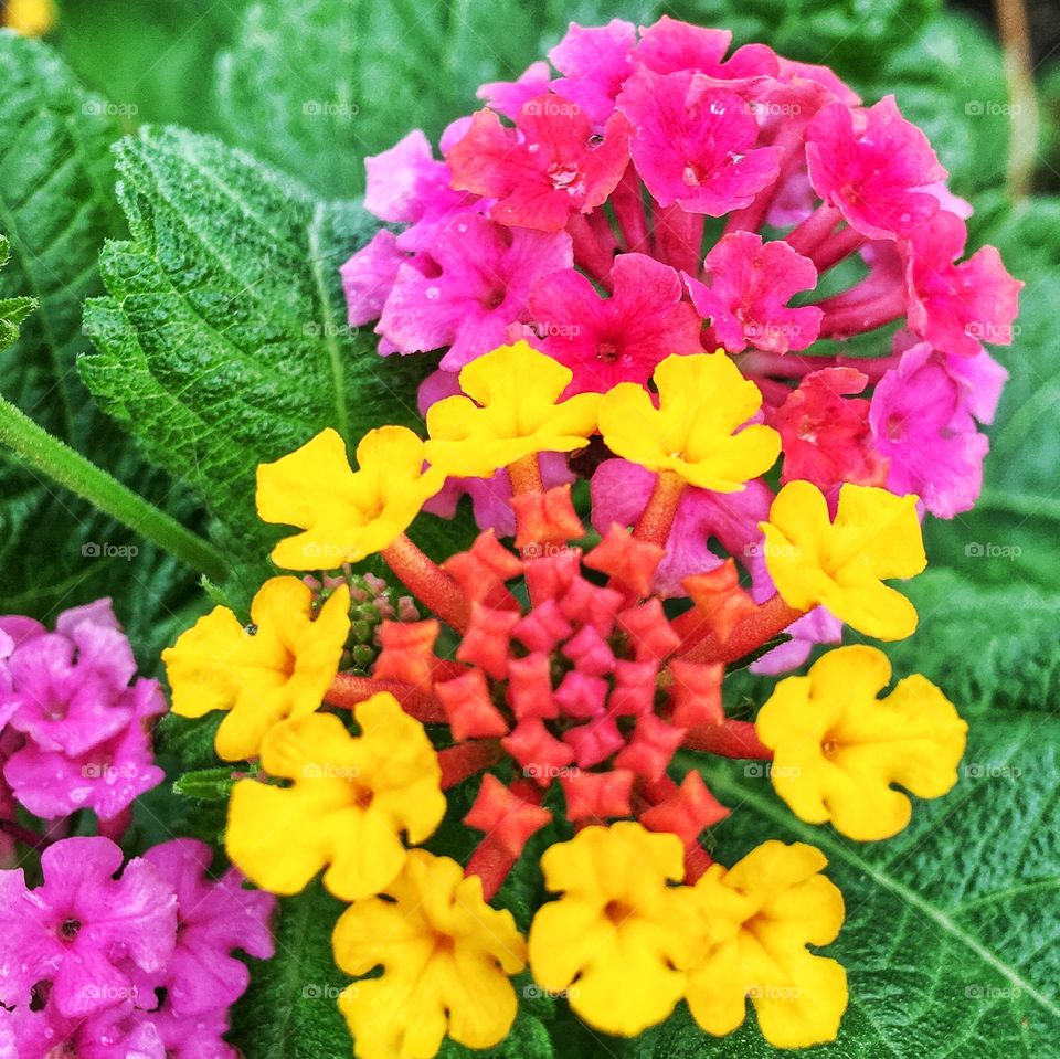 Multi color flower