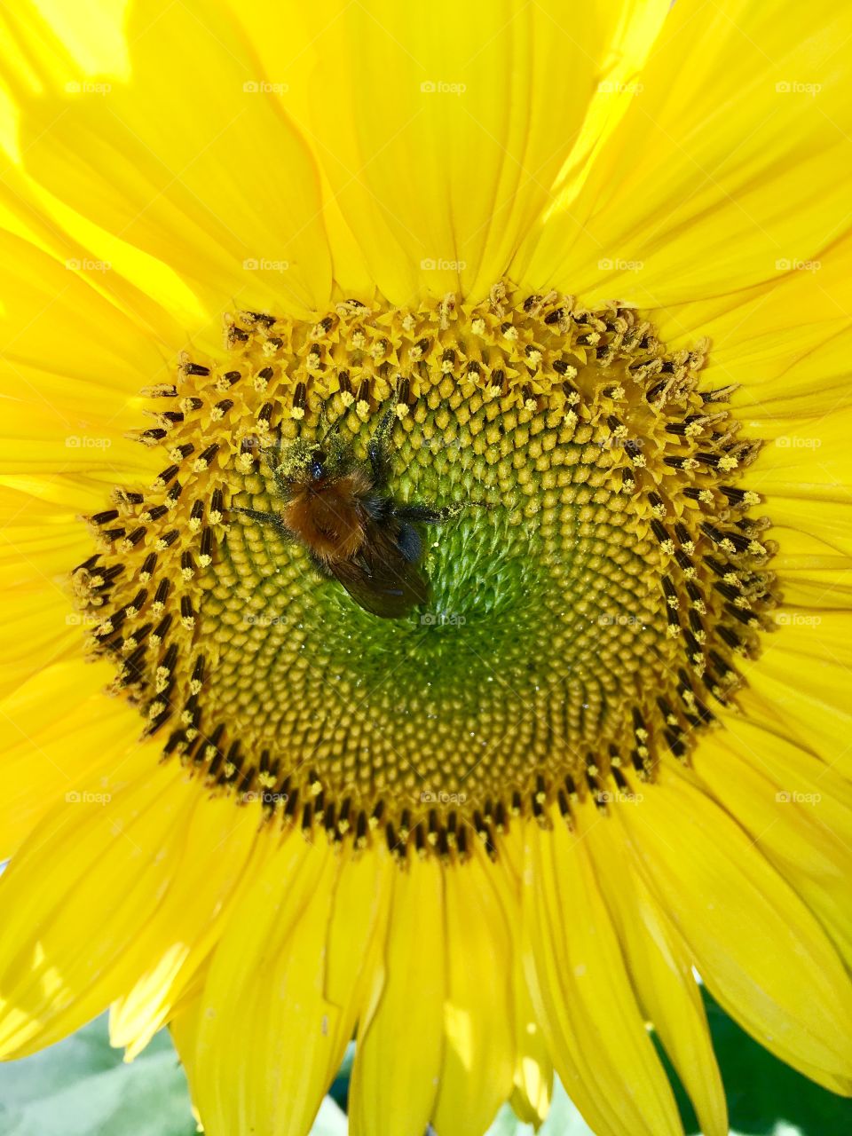 Sunflower bumblebee