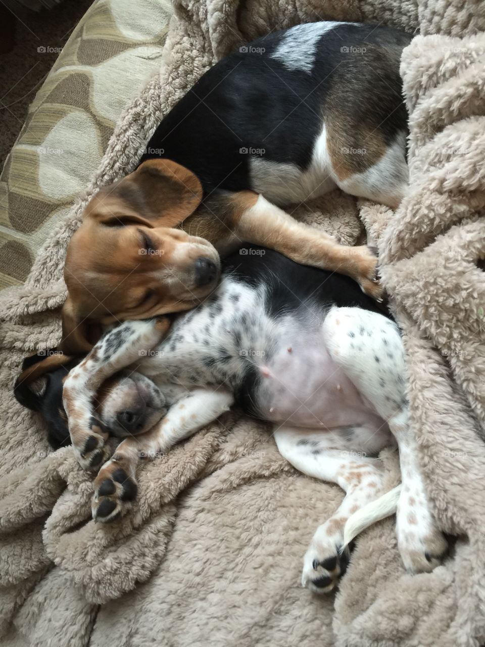 Sleeping pups from playing in the snow