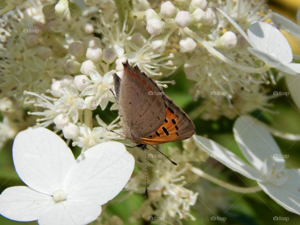 Orange butterfly on white flowers, macro insect